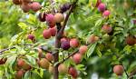 What Is the Best Plum Tree to Buy?