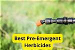 What Is the Best Pre-Emergent for Centipede?