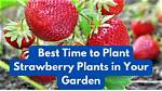 What Is the Best Time to Plant New Trees?