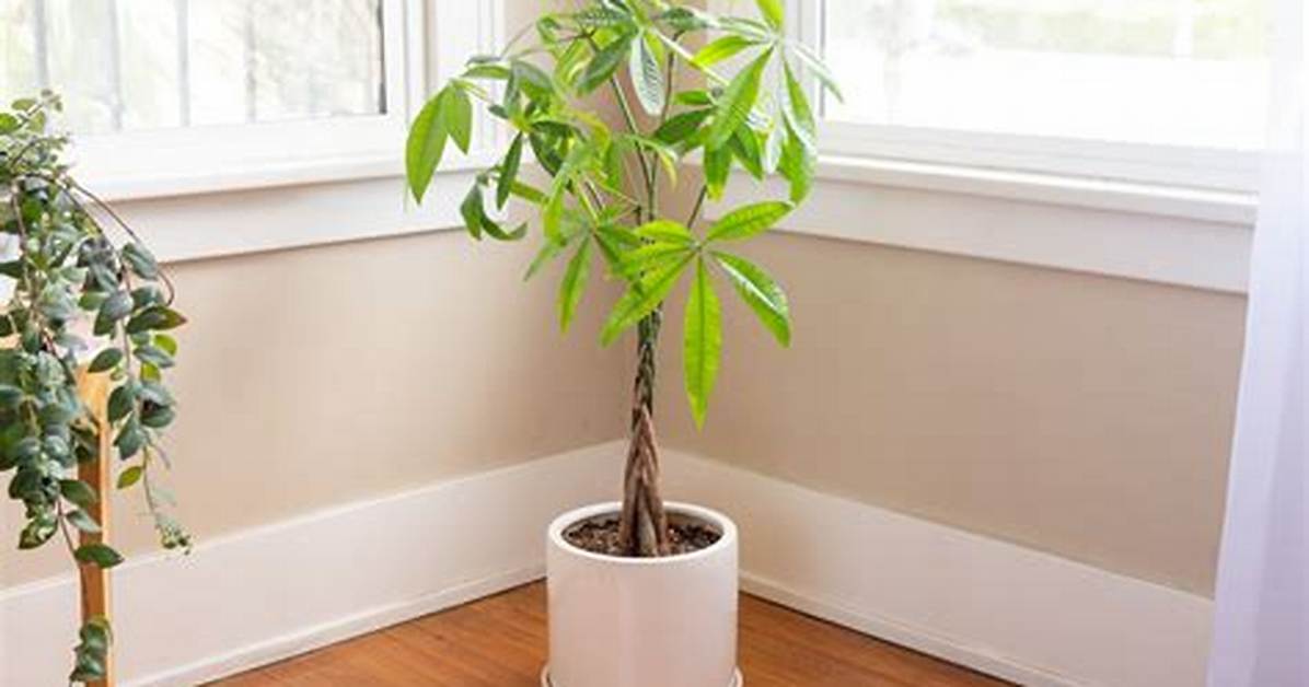 What Is the Best Tree to Plant to Soak up Water?