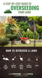 What Is the Best Way to Reseed a Lawn?