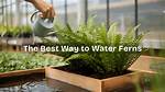What Is the Best Way to Water African Violets?