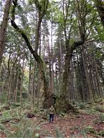 What Is the Biggest Maple?