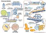What Is the Byproduct of Making Cheese?