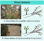 What Is the Cause of Dieback?