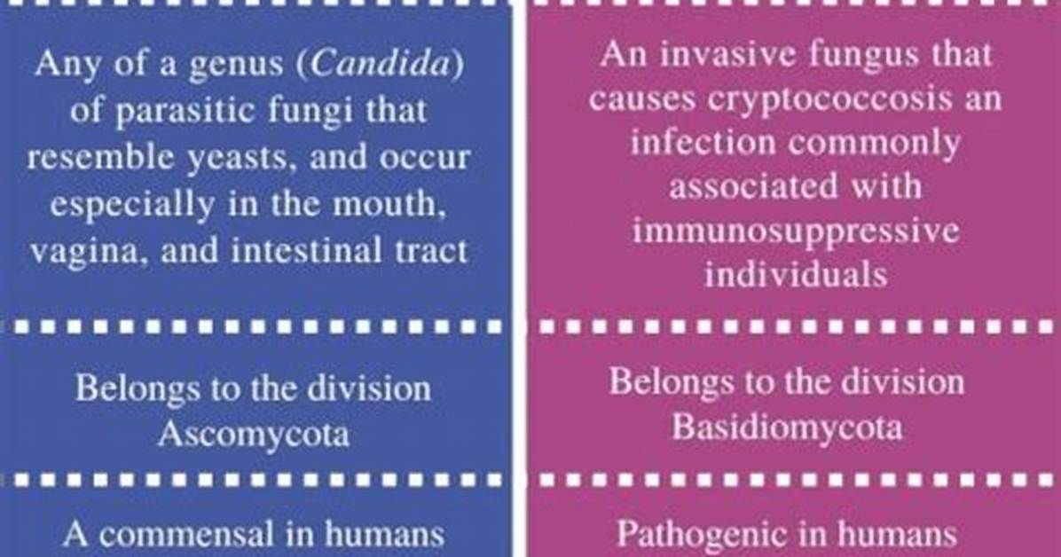 What Is the Difference Between Candida and Yeast Infection?