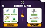 What Is the Difference Between Unicellular and Multicellular Organism