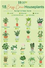 What Is the Easiest Plant to Care for?