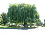 What Is the Largest Weeping Willow Tree?