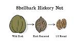 What Is the Lifespan of a Hickory Tree?