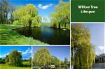 What Is the Lifespan of a Willow?