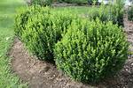 What Is the Most Hardy Boxwood?