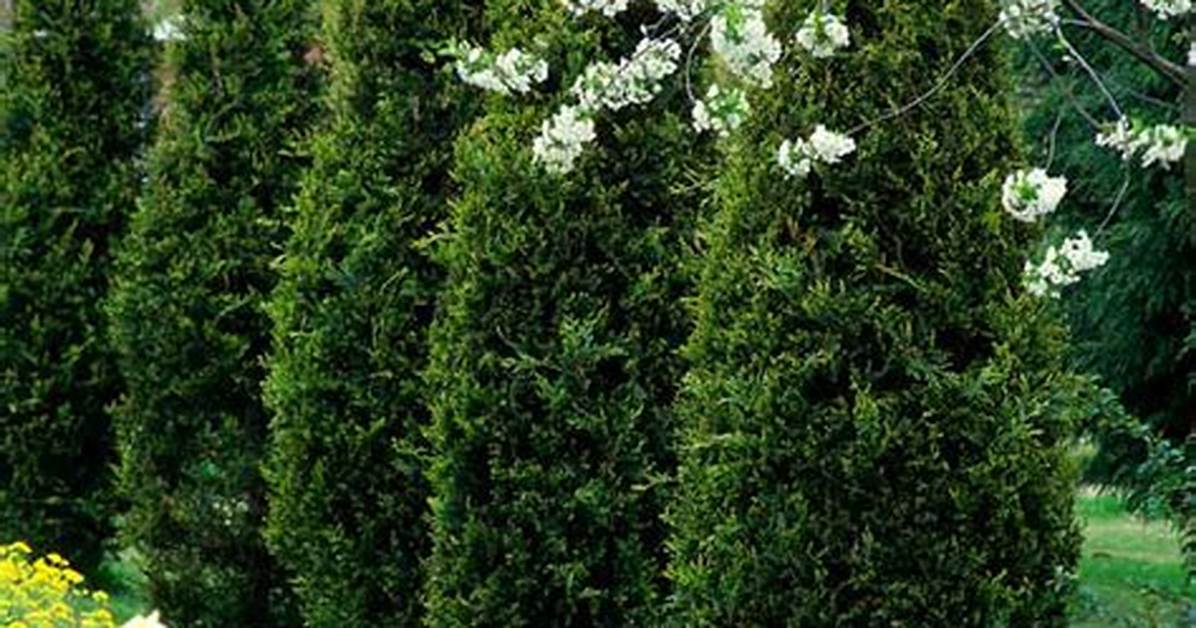 What Is the Most Hardy Evergreen Tree?