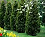 What Is the Most Hardy Evergreen Tree?