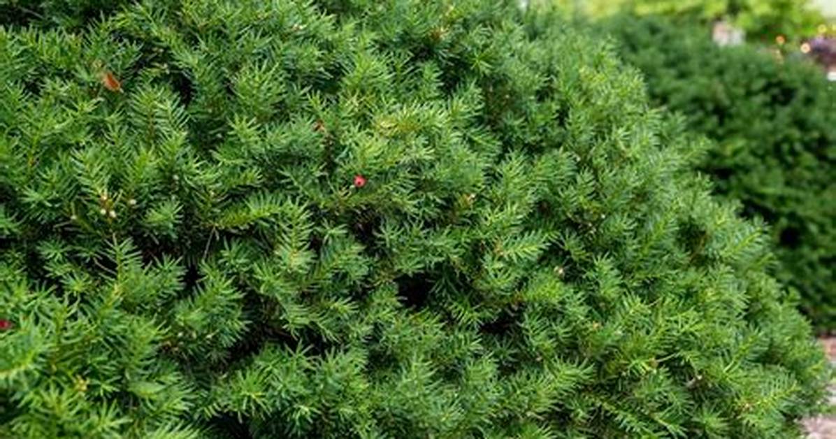 What Is the Most Popular Evergreen Shrubs?