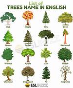 What Is the Name of the Tree That Has Heart-Shaped Leaves?