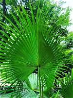 What Is the Palm That Looks Like a Pineapple?