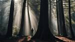 What Is the Phobia of Pine Trees Called?