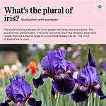 What Is the Plural Form of Iris?