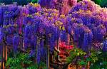 What Is the Prettiest Type of Tree?
