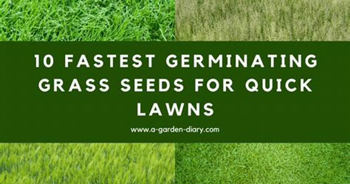 What Is the Quickest Grass to Grow?