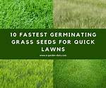 What Is the Quickest Grass to Grow?