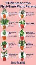 What Is the Right Time to Plant Bulbs?
