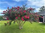 What Is the Smallest Crape Myrtle Tree?