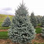 What Is the Tallest Blue Spruce?