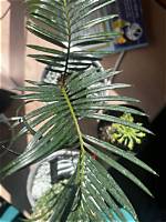 What Is Wrong with My Cycad?