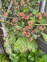 What Is Wrong with My Hawthorn Tree?