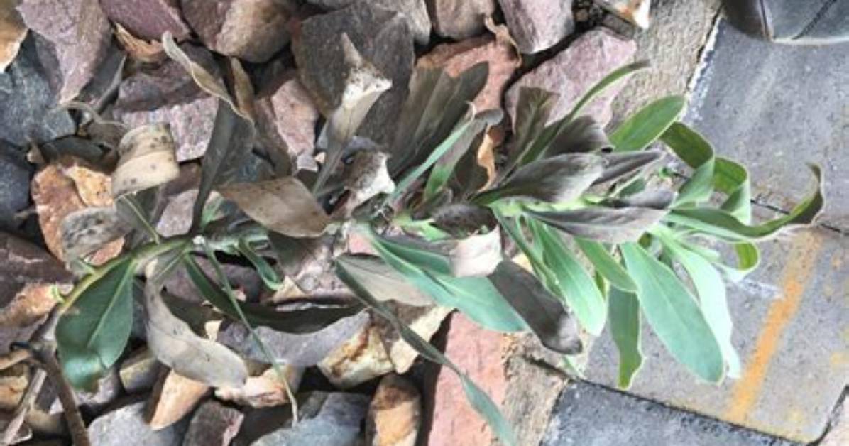 What Is Wrong with My Protea?
