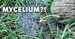 What Kills Barley Grass in Lawns?