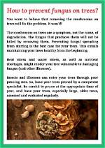 What Kills Mushroom Fungus on Trees?