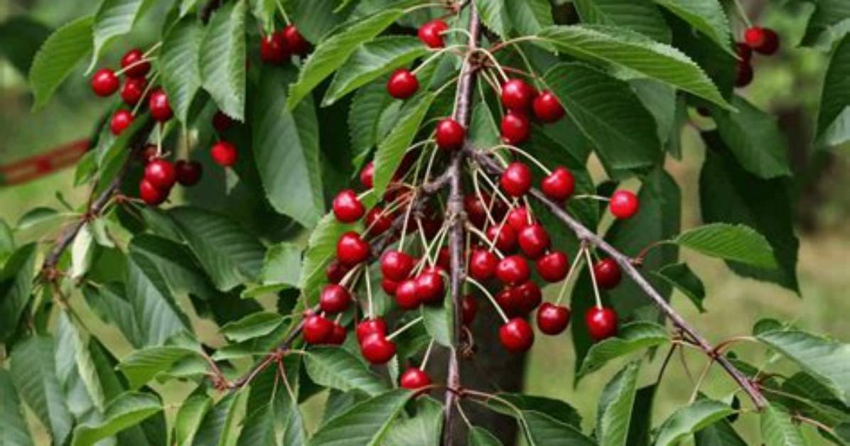 What Kills Wild Cherry Trees?