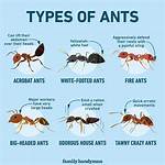 What Kind of Ants Do I Have in My Yard?