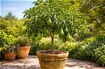 What Kind of Avocado Tree Do I Have?