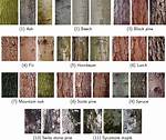 What Kind of Bark Does a Southern Red Oak Have?