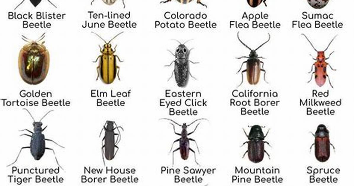 What Kind of Beetles Live in Colorado Pine Trees?