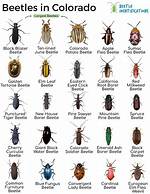 What Kind of Beetles Live in Colorado Pine Trees?
