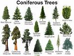 What Kind of Conifer Is Best for Small Garden?