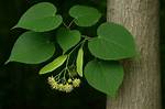 What Kind of Crown Does a Basswood Tree Have?