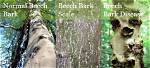 What Kind of Disease Does a Beech Tree Have?