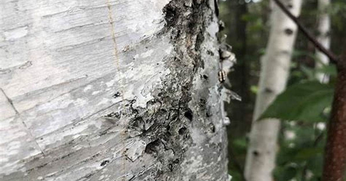 What Kind of Disease Does a Birch Tree Have?