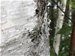 What Kind of Disease Does a Birch Tree Have?