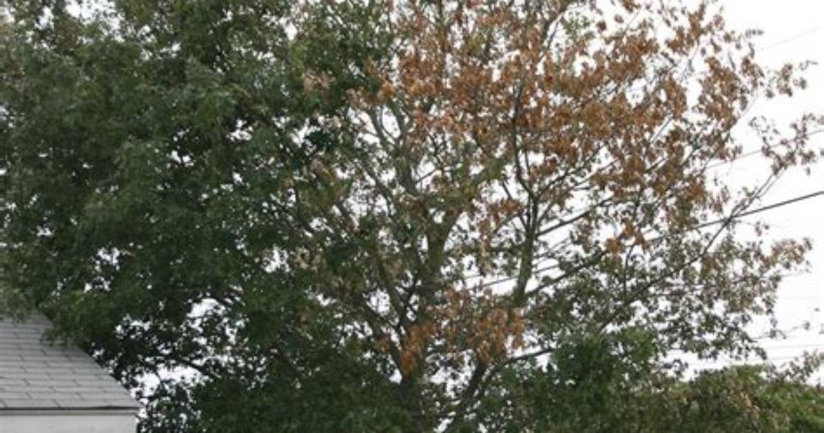 What Kind of Disease Does the Shumard Oak Have?