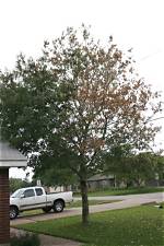 What Kind of Disease Does the Shumard Oak Have?