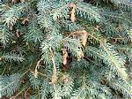What Kind of Diseases Affect Blue Spruce Trees?