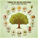 What Kind of Diseases Do Trees and Shrubs Get?