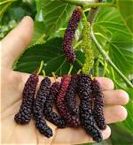 What Kind of Fruit Does a Mulberry Tree Produce?